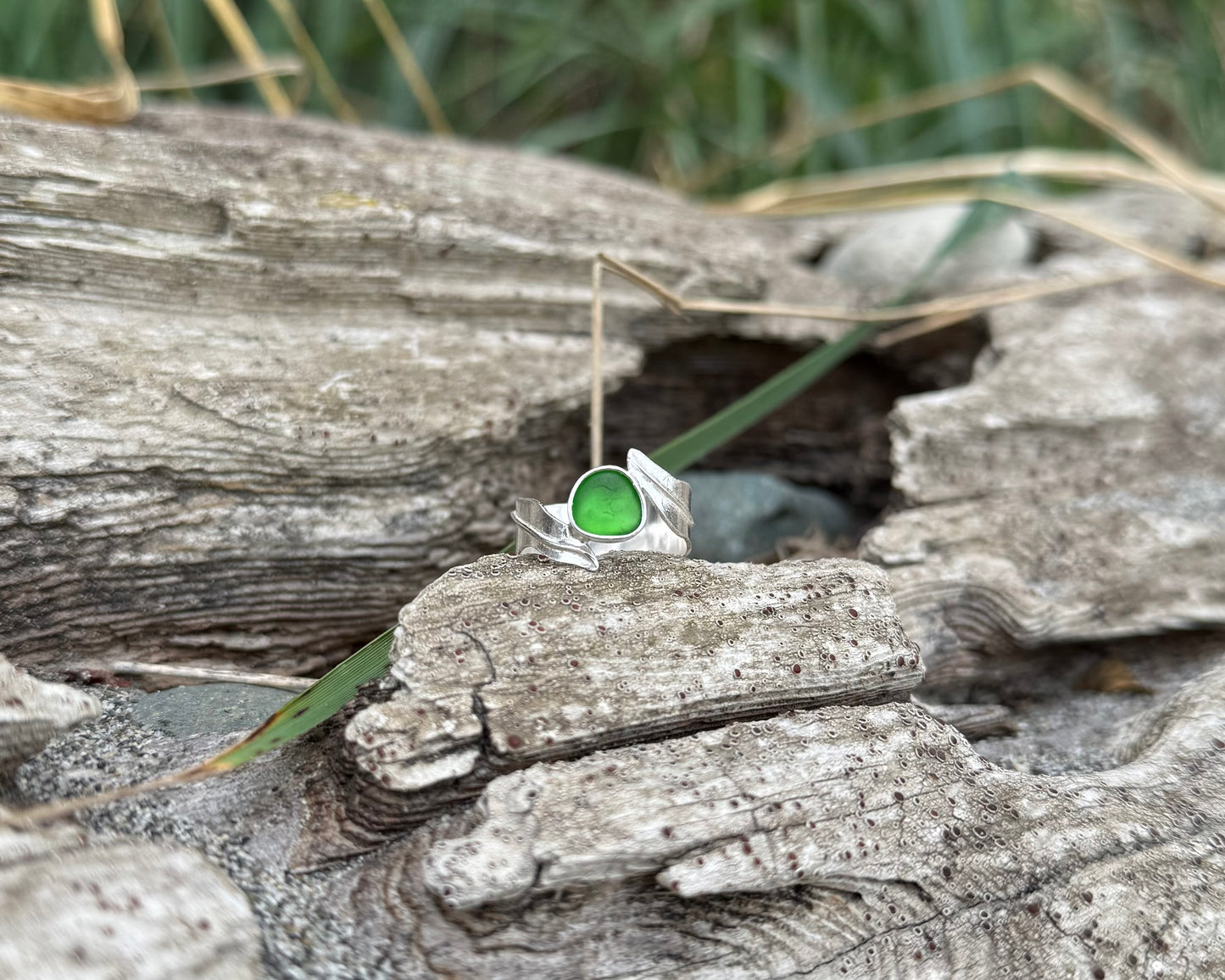 Kelp Garden-Cedar Bough